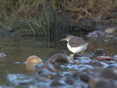 Spotted Sandpiper, Endrick Water, Clyde