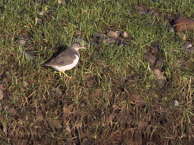 Spotted Sandpiper, Endrick Water, Clyde