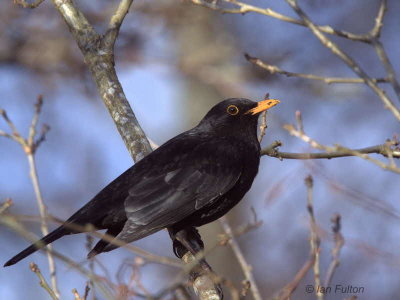 Blackbird (male), Gartocharn, Clyde