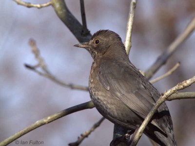 Blackbird (female), Gartocharn, Clyde