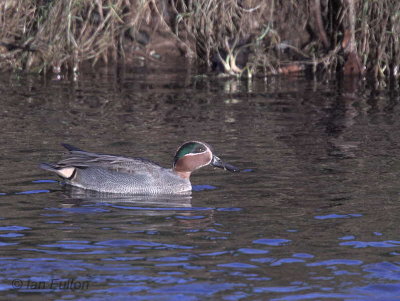 Teal, Endrick Water, Clyde