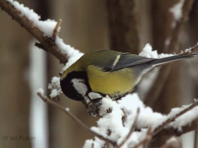 Great Tit, Baillieston, Glasgow