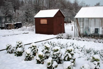 Winter scene at my garden allotment, Glasgow
