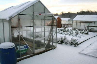 Winter scene at my garden allotment, Glasgow
