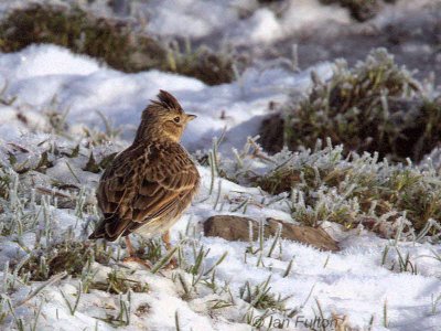 Skylark, Loch Lomond NNR, Clyde