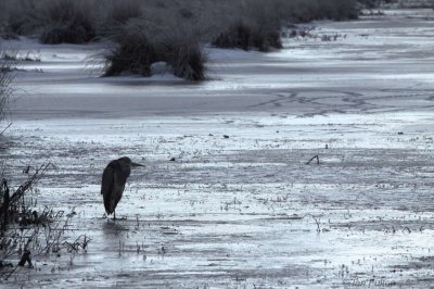 Grey Heron, Loch Lomond NNR, Clyde