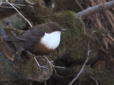 Dipper, Loch Lomond NNR, Clyde