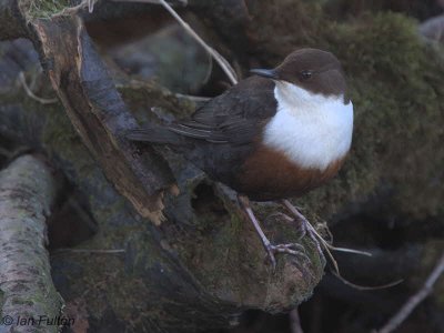 Dipper, Loch Lomond NNR, Clyde