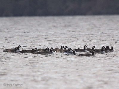Canada+Barnacle Geese, Loch Lomond, Clyde