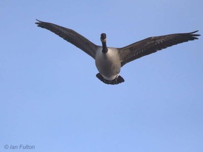 Canada Goose, Loch Lomond, Clyde