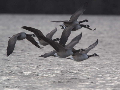 Canada Geese, Loch Lomond, Clyde