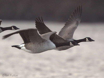 Canada Geese, Loch Lomond, Clyde