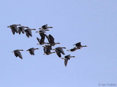 Greenland White-fronted Geese, Loch Lomond NNR