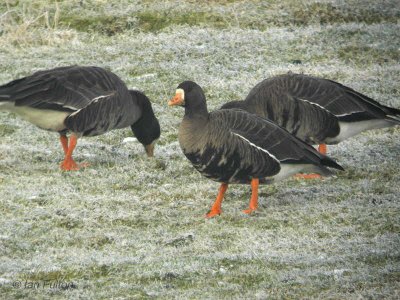 Greenland White-fronted Geese, Loch Lomond NNR