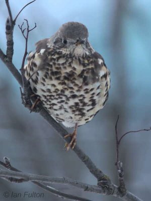 Mistle Thrush, Baillieston, Glasgow