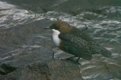 Dipper, Falls of Clyde