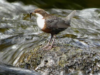 Dipper, Kilmahog, Upper Forth