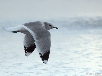 Common Gull (adult winter), Strathclyde Loch