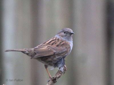 Dunnock, Baillieston, Glasgow