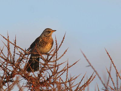 Fieldfare, Aberlady Bay, Lothian