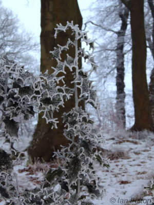 Bishop Loch woods, Glasgow