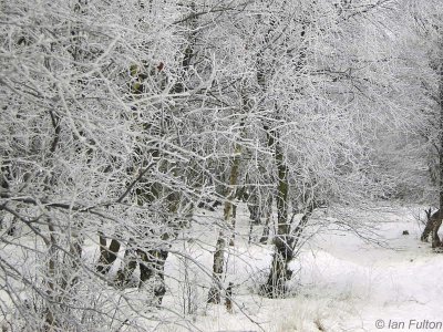 Bishop Loch woods, Glasgow