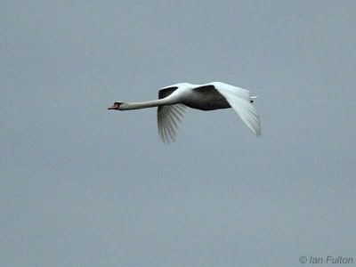 Mute Swan, Loch Lomond NNR, Clyde