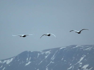 Mute Swan, Loch Lomond NNR, Clyde