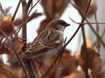 House Sparow(male), Loch Lomond, Clyde