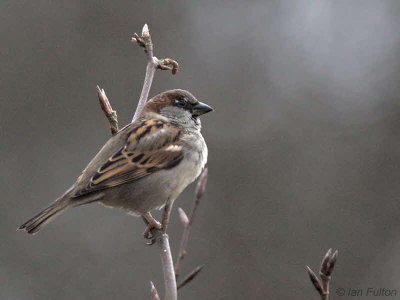 House Sparrow(male), Loch Lomond NNR, Clyde