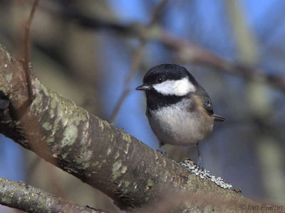 Coal Tit, Peaton Hill LNR-Coulport, Clyde