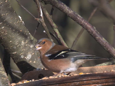 Chaffinch, Peaton Hill LNR-Coulport, Clyde