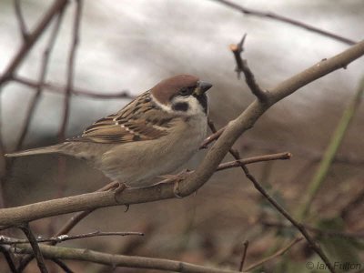 Tree Sparrow, Millichen, Clyde