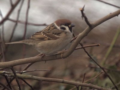 Tree Sparrow, Millichen, Clyde