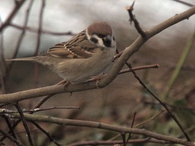 Tree Sparrow, Millichen, Clyde