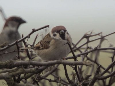 Tree Sparrow, Millichen, Clyde