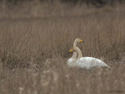 Whooper Swan, Aber Bog-Loch Lomond, Clyde