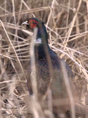 Pheasant, Aber Bog-Loch Lomond, CLyde