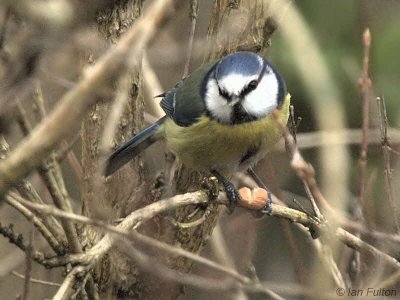 Blue Tit, Baillieston-Glasgow, Clyde