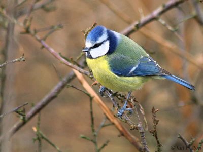 Blue Tit, Ken-Dee RSPB, Dumfries