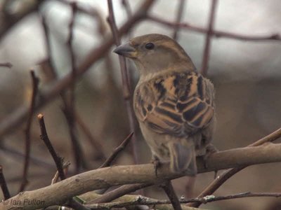 House Sparrow(female), Millichan-Glasgow, Clyde