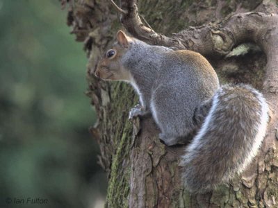 Grey Squirrel, Dalzell Woods, Motherwell