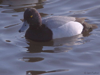 Lesser Scaup, Hogganfield Loch, Glasgow