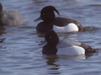 Lesser Scaup, Hogganfield Loch, Glasgow