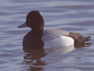 Lesser Scaup, Hogganfield Loch, Glasgow