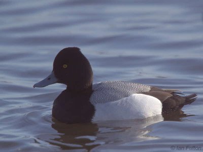 Lesser Scaup, Hogganfield Loch, Glasgow