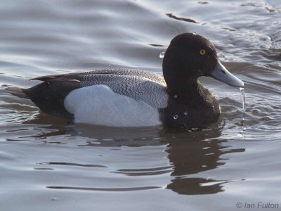 Lesser Scaup, Hogganfield Loch, Glasgow