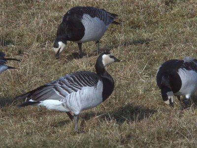 Barnacle Geese, Caerlaverlock WWT, Dumfries