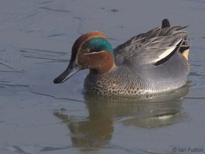 Teal, Caerlaverock WWT, Dumfries