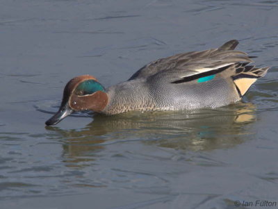 Teal, Caerlaverock WWT, Dumfries
